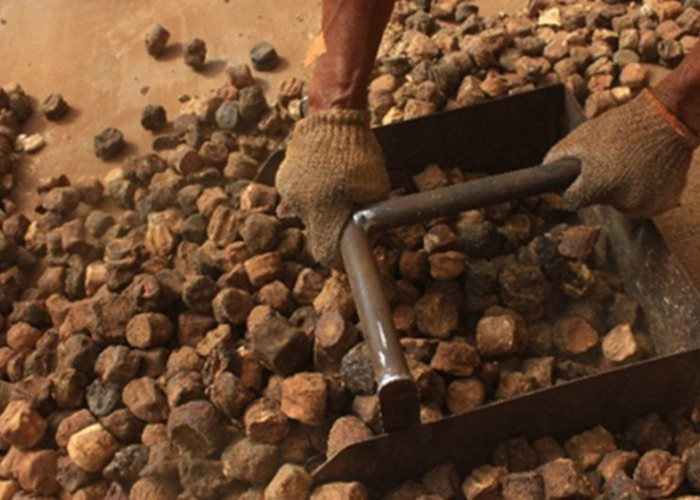 Stabilitas Harga Gambir Sumbar Butuh Lembaga Penyangga, Ini Solusi Gubernur Mahyeldi