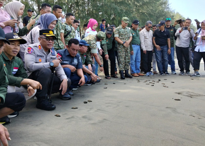 Peringati Hari Mangrove Sedunia 2026, Ratusan Peserta Lepas Tukik di Amping Parak Pessel