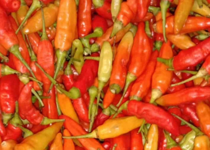 Update Harga Pangan Nasional Sabtu 9 Mei 2026: Cabai Rawit Merah Tembus Rp65.350 per Kg