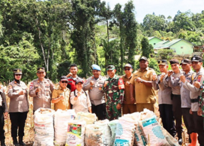 Polres Mentawai Sukses Panen Jagung 3 Ton di Sipora Jaya, Wujud Nyata Ketahanan Pangan