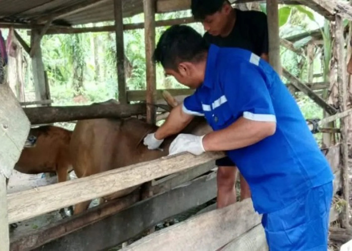 Pemkab Pasaman Barat Vaksinasi 3.500 Sapi dan Kerbau untuk Cegah PMK