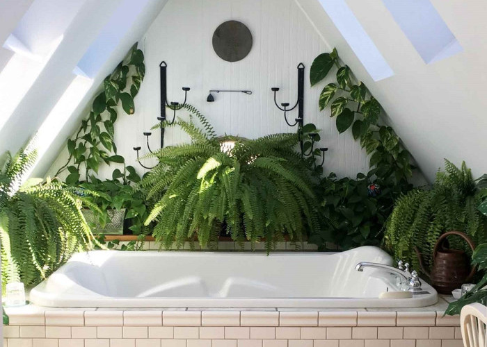 5 Tanaman Hias Tahan Lembap yang Cocok untuk Percantik Kamar Mandi Kecil
