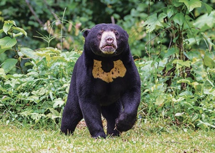 Beruang Serang 3 Warga Talamau, BKSDA Sumbar Turun Tangan