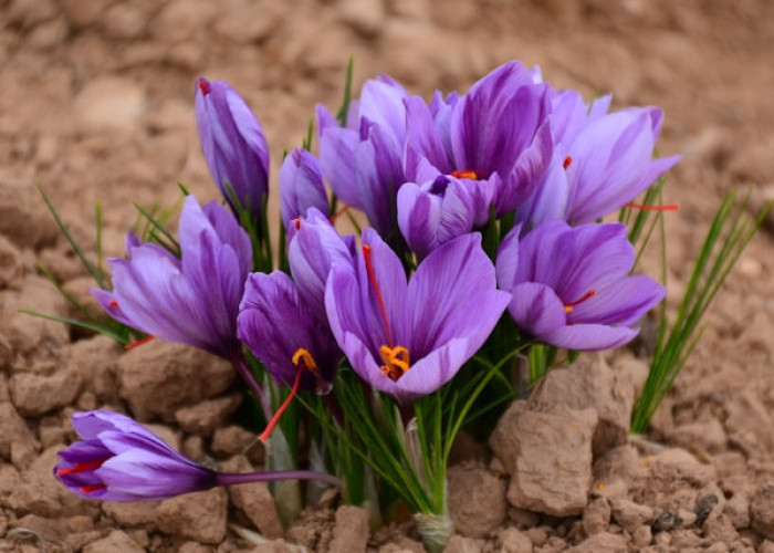 Harga Selangit! Ini 7 Bunga Termahal di Dunia yang Jadi Incaran Kolektor