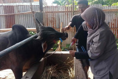 Selamat Tinggal Sistem Kupon! Distribusi Daging Kurban Kini Lewat Barcode