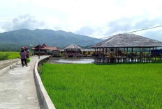 Pemkab Solok Pertahankan Lahan Sawah, Ini Upaya yang Dilakukan