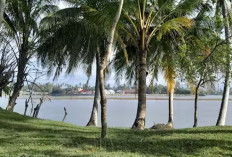 Pantai Maligi Pasaman Barat, Pesona Alam Asri dengan Hamparan Pohon Kelapa