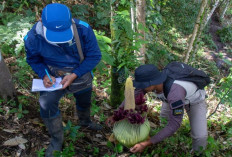 BKSDA Sumbar Kembali Temukan Bunga Endemik Sumatra: Amorphophallus Titanum