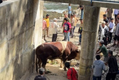Sapi Raksasa 