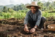 Tips Menanam Jahe Merah agar Cepat Panen, Lengkap dengan Beragam Manfaat untuk Kesehatan