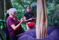 Bunga Bangkai Mekar Sempurna di Agam, Turis Rusia hingga Prancis Sambangi Koto Rantang