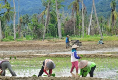 Padang Pariaman Tuntaskan Perbaikan 446 Hektare Sawah Rusak Lewat Program Oplah