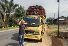 Harga TBS Sawit di Pessel Dinilai Terlalu Rendah, Petani Merugi Ratusan Miliar per Tahun