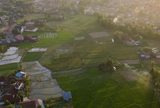 Lahan Pertanian Padang Harus Seimbang dengan Kebutuhan Investasi Daerah