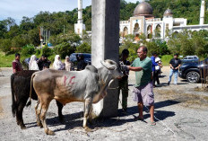 9 Sapi Kurban Disembelih di Islamic Centre Padang Panjang, Ratusan Paket Daging Dibagikan ke Warga