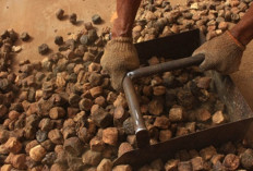 Stabilitas Harga Gambir Sumbar Butuh Lembaga Penyangga, Ini Solusi Gubernur Mahyeldi