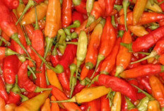 Update Harga Pangan Nasional Sabtu 9 Mei 2026: Cabai Rawit Merah Tembus Rp65.350 per Kg