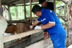 Pemkab Pasaman Barat Vaksinasi 3.500 Sapi dan Kerbau untuk Cegah PMK
