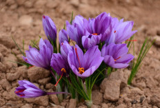 Harga Selangit! Ini 7 Bunga Termahal di Dunia yang Jadi Incaran Kolektor